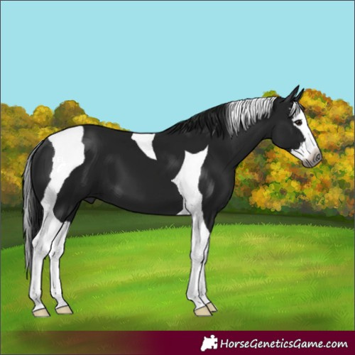 Horse Color:Gray Black Splash Tobiano 