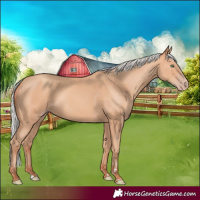 Horse Color:Silver Amber Champagne