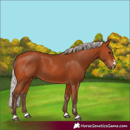 Horse Color:Silver Bay 