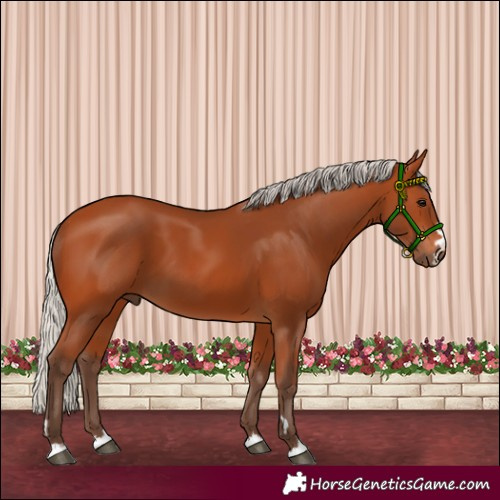 Horse Color:Silver Bay 
