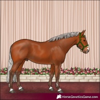 Horse Color:Silver Bay