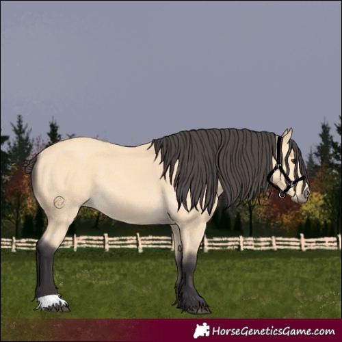 Horse Color:Buckskin 