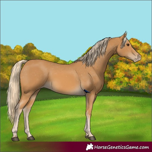 Horse Color:Palomino Appaloosa