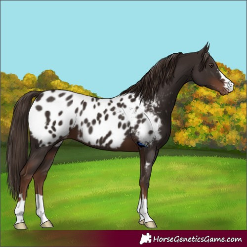 Horse Color:Liver Chestnut Appaloosa 