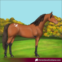 Horse Color:Bay Appaloosa 