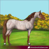 Horse Color:Red Roan Blanket 