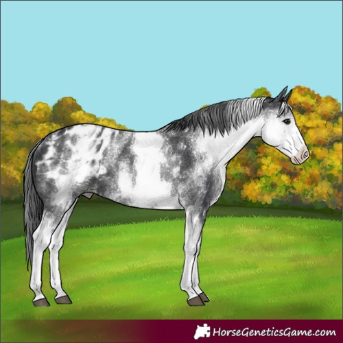Horse Color:White Spotted Black Appaloosa Rabicano