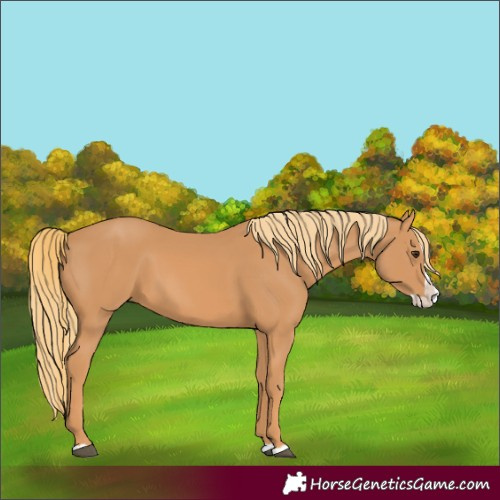 Horse Color:Unknown 