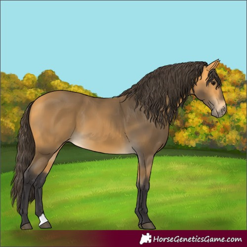 Horse Color:Buckskin 