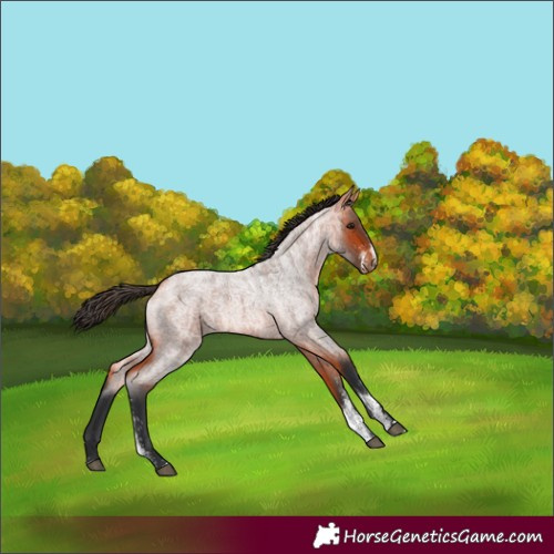 Horse Color:Powder White Bay Roan