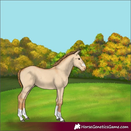 Horse Color:Red Dun