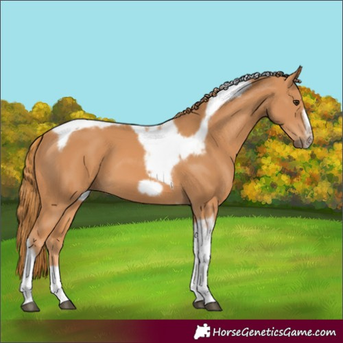 Horse Color:Unknown 