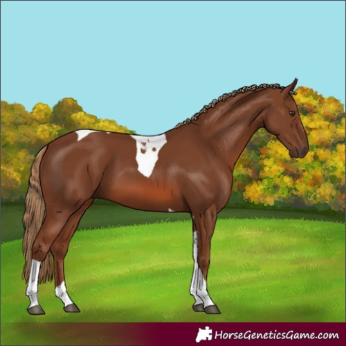 Horse Color:Chestnut Tobiano