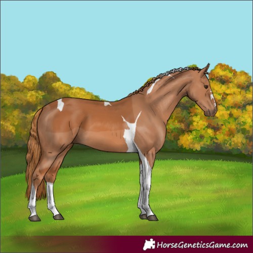 Horse Color:Chestnut Tobiano 