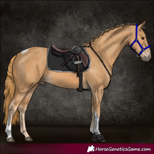 Horse Color:Chestnut Tobiano