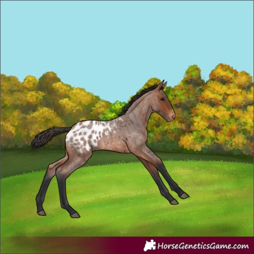 Horse Color:Bay Roan Appaloosa 