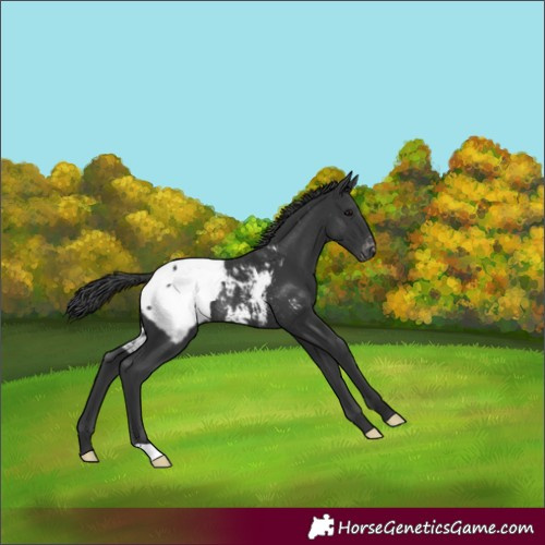 Horse Color:Black Appaloosa Rabicano 