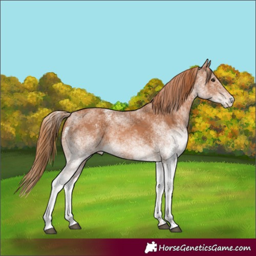 Horse Color:White Spotted Chestnut 