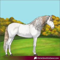 Horse Color:White Spotted Chestnut
