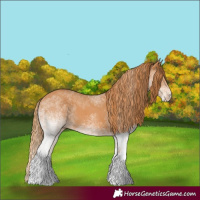 Horse Color:White Spotted Chestnut