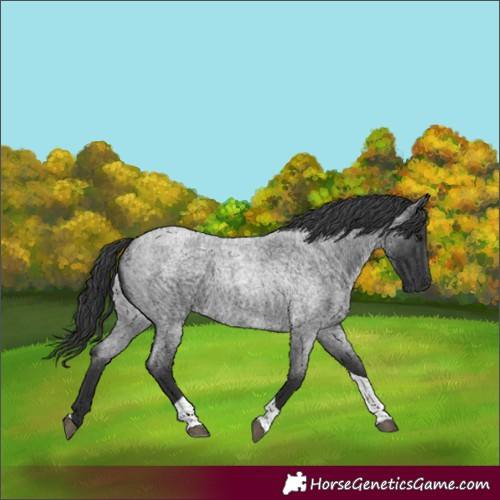 Horse Color:Blue Roan Tobiano