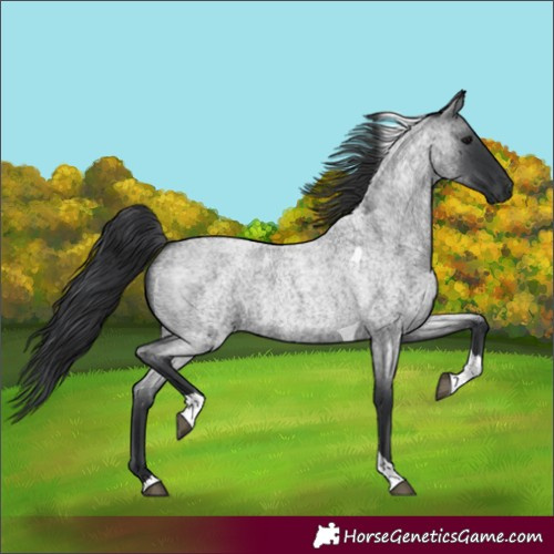 Horse Color:Blue Roan Tobiano 