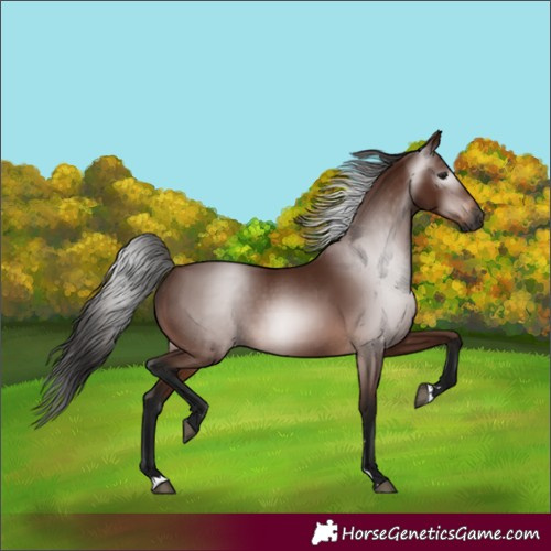 Horse Color:Gray Bay