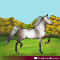 Horse Color:Gray Bay 