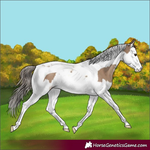Horse Color:Classic Champagne Splash Tobiano 