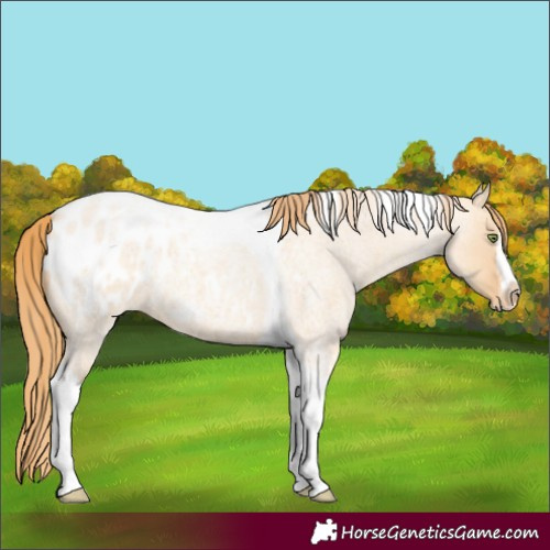 Horse Color:Gold Champagne Roan Dun Splash Tobiano Frame Blanket Rabicano 