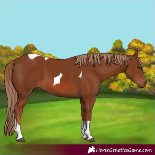 Horse Color:Chestnut Tobiano 