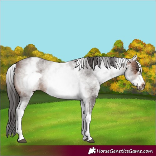 Horse Color:White Spotted Brown Roan Frame 