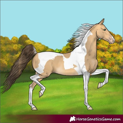 Horse Color:Amber Cream Champagne Tobiano 