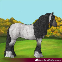 Horse Color:Grullo Roan Tobiano