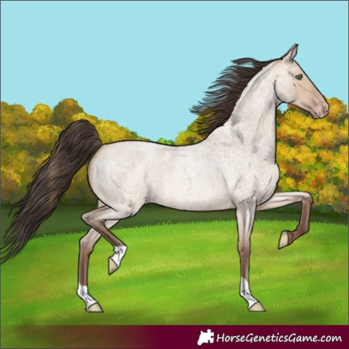 Horse Color:Amber Champagne Roan Dun 