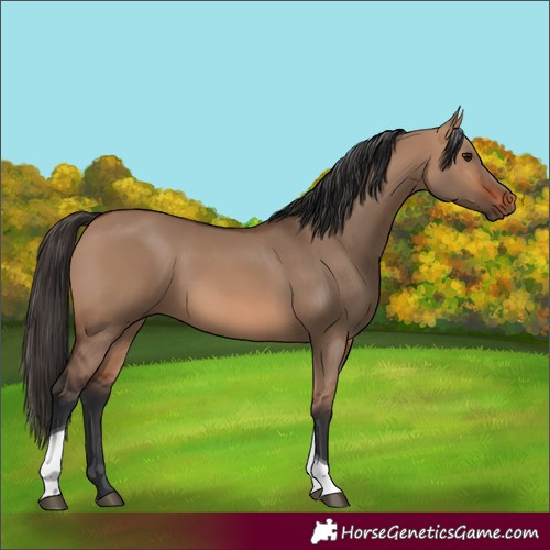 Horse Color:Bay Dun Tobiano 