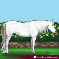 Horse Color:Bay Sabino 