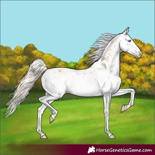 Horse Color:Palomino Splash Appaloosa Rabicano 