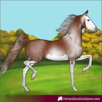 Horse Color:Gray Chestnut Splash