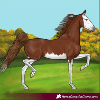 Horse Color:Gray Chestnut Splash 