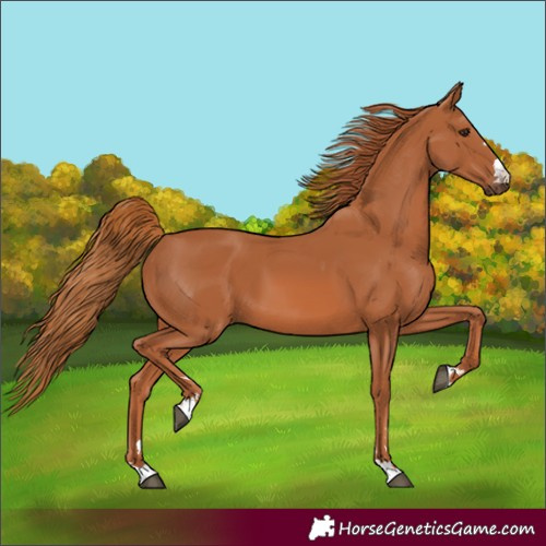Horse Color:Chestnut 