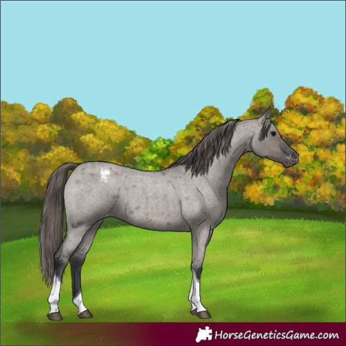 Horse Color:Grullo Roan Tobiano Appaloosa