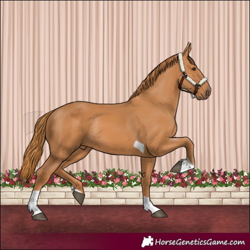 Horse Color:Chestnut Tobiano Rabicano 