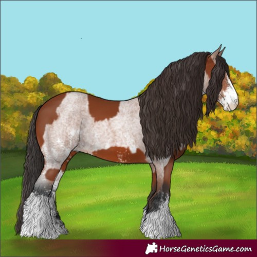 Horse Color:Bay Sabino Rabicano  and Bay Roan Sabino Rabicano 