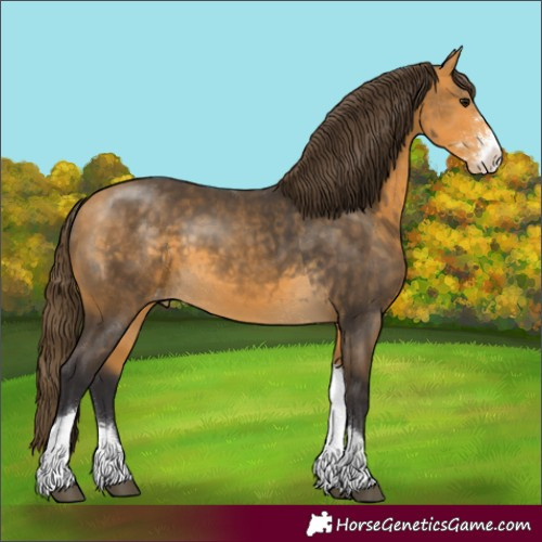Horse Color:Buckskin Sabino Tobiano Appaloosa