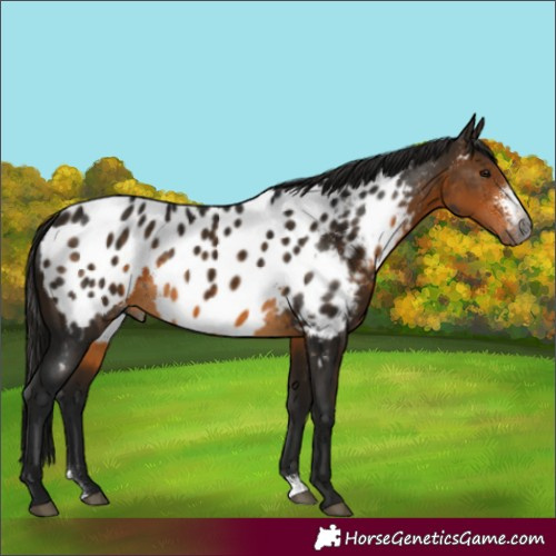 Horse Color:Gray Buckskin Sabino Appaloosa 