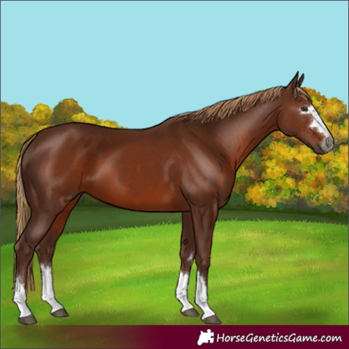Horse Color:Gray Chestnut 