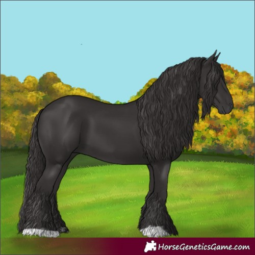 Horse Color:Smoky Black  and Smoky Black 