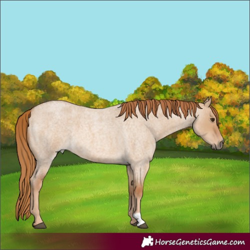 Horse Color:Red Dun Roan 