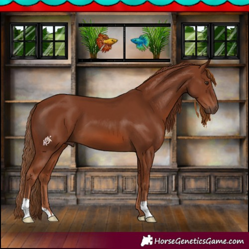 Horse Color:Chestnut 